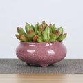 Mini Ceramic Flower Pots for Succulents, Bonsai & Juicy Plants