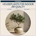 Best Houseplants for Indoor Air Quality Checklist | Easy Air-Purifying Plant Guide for a Healthier Home - DSARD