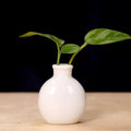 Ceramic Mini Flower Vase for Home Garden and Office Decoration - DSARD